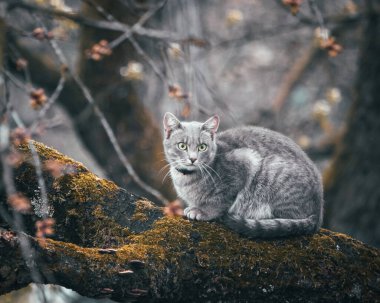 Güzel bir ışık saçan ve uzaktaki insanlara bakan gri bir kedi. Ağaç dalında oturan kedi