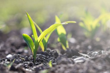 Tarım. Bitki yetiştiriyorum. Tohum ekin. Tohumlar zengin topraklardan yetişiyor..