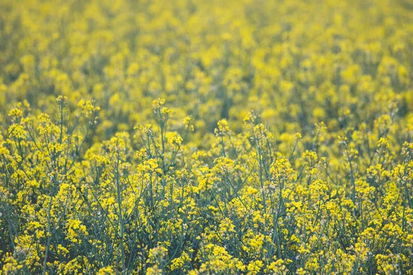 Желтые Поля Цветущего Рапса Солнечную Погоду Весной Летом Пейзаж Экологическая — стоковое фото