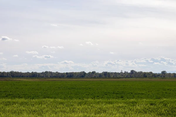 Zielone Pole Pszenicy Błękitne Niebo Piękny Krajobraz Wiejski — Zdjęcie stockowe