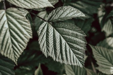 Yeşil yapraklı arka plan, doğal karamsar arkaplan ve duvar kağıdı