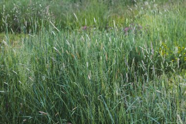 Sarı çiçek tarlasında büyüyen taze çimenler.