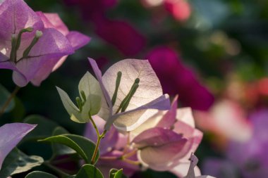 Bougainvillea pembemsi beyaz çiçekler, açık pembe bir bahçede çiçek açıyor.