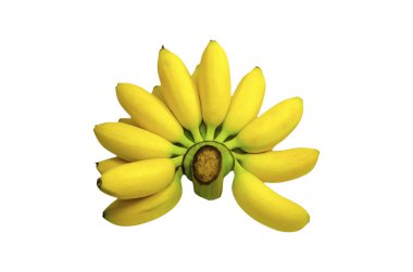 Bunch of yellow banana or pisang Mas isolated on white background With clipping path clipart