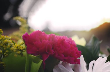 Çiçek Başı Bahçede yaz sabahı kırmızı renk