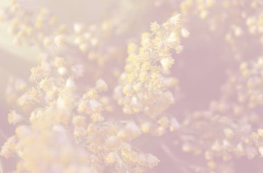 Aşk günü arka planı için kuru otların pastel renkleri pembe bulanıklık