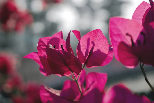 Sæson Farverig Sommer Med Magenta Bougainvillea Blomster Morgenen Haven Med - Stock-foto