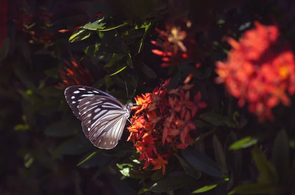 Çiçeklerden oluşan pembe bir arka planda taze Ixora çiçeklerinden oluşan güzel bir kelebek. Mükemmel makro. Yakın çekim.