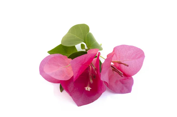 Beyaz arka planda izole edilmiş pembe veya mor Bougainvillea çiçekleri