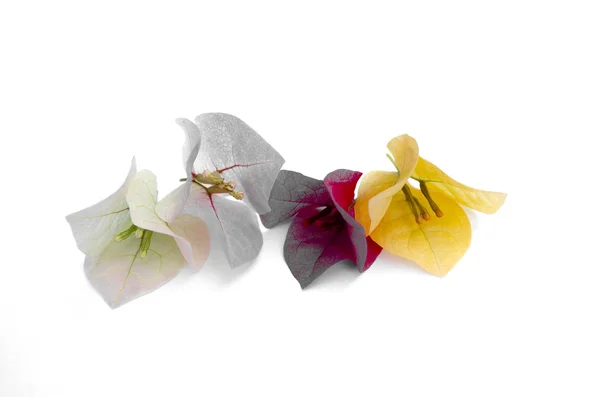 Beyaz arka planda izole edilmiş Bougainvillea çiçekleri mevsimi