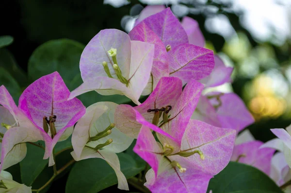 Saison Été Coloré Fleurs Bougainvilliers Roses Blanches Matin Dans Jardin — Photo