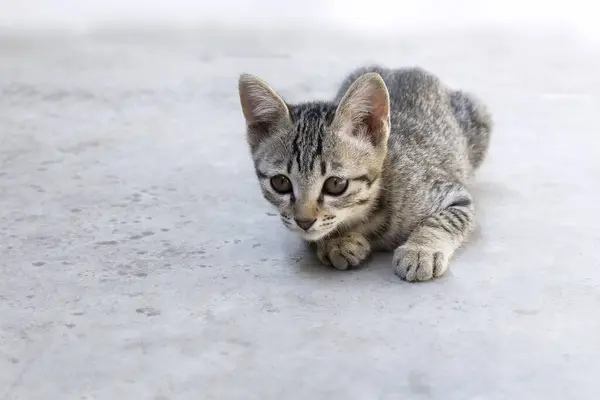 Yüze yakın kedi yavrusu. Açık havada oturan tatlı kedi kahverengi desenli. Pastel renkli.