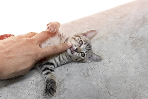 Erkek eliyle kedi dişlerine bakıyorum.
