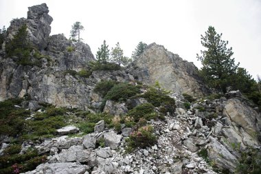 Güneşli bir baharda, dağların altında taze yeşil çayırlarda otlayan ineklerle dolu güzel panoramik manzara, Ulusal Park Hohe Tauern, Salzburger Land, Avusturya
