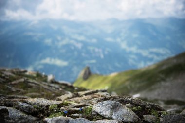 Güneşli bir baharda, dağların altında taze yeşil çayırlarda otlayan ineklerle dolu güzel panoramik manzara, Ulusal Park Hohe Tauern, Salzburger Land, Avusturya