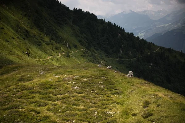 Vacker panoramautsikt över alpina landsbygden med kor betar i färska gröna ängar under bergstoppar på en solig dag på våren, nationalpark Hohe Tauern, Salzburger Land, Österrike — Stockfoto