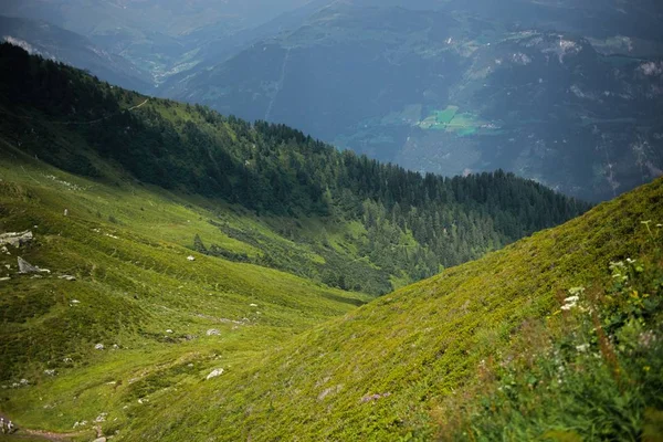 Bela vista panorâmica da paisagem alpina rural com vacas pastando em prados verdes frescos por baixo dos cumes das montanhas em um dia ensolarado na primavera, Parque Nacional Hohe Tauern, Salzburger Land, Áustria — Fotografia de Stock