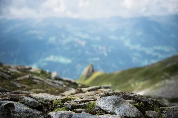 Prachtig panoramisch uitzicht op het landelijke alpenlandschap met koeien grazend in frisse groene weiden onder bergtoppen op een zonnige lentedag, Nationaal Park Hohe Tauern, Salzburger Land, Oostenrijk — Stockfoto