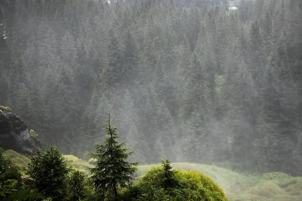 Όμορφη πανοραμική θέα του αγροτικού αλπικού τοπίου με αγελάδες βόσκησης σε φρέσκα πράσινα λιβάδια κάτω από τις κορυφές των βουνών σε μια ηλιόλουστη ημέρα την άνοιξη, Εθνικό Πάρκο Hohe Tauern, Salzburger Land, Αυστρία — Φωτογραφία Αρχείου