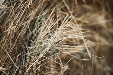 tarım nesneleri ve detaylı kavramlar. Dağınık samanların detaylı biçimde kurutulması