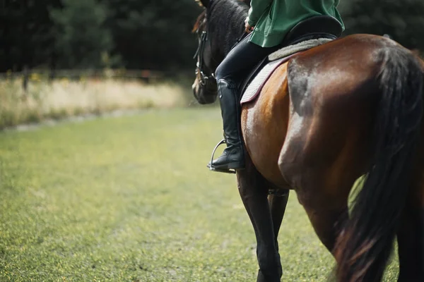 Крупный план боковой стороны лошади во время выездной съемки — стоковое фото