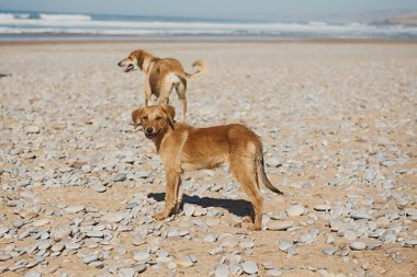Kahverengi küçük köpek boş arazide yiyecek arıyor..