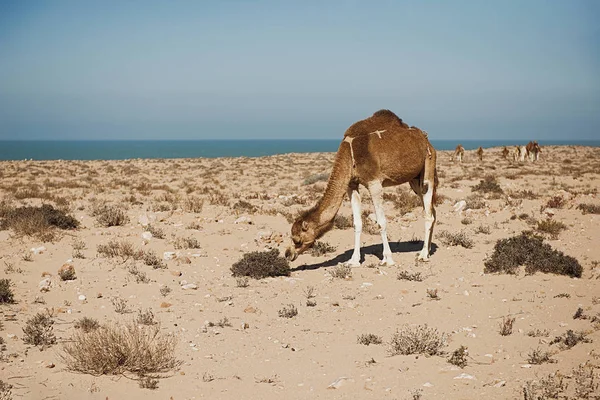 Cammello su una duna di sabbia affacciata sul deserto del Sahara — Foto Stock