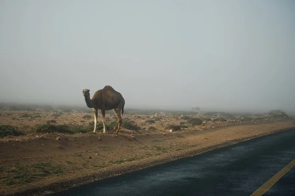 Diversi cammelli a piedi vicino strada nel paesaggio desertico del Sahara. Animali sul concetto di strada. Fotografia orizzontale a colori . — Foto Stock