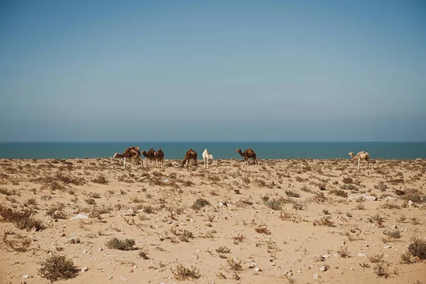 I cammelli pascolano sulla costa atlantica — Foto Stock