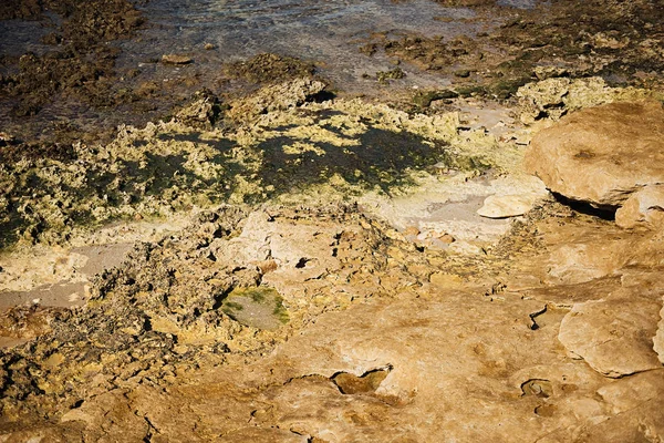 Algae on the rocks. Abstract background with seaweed on the sea coast. — Stock fotografie