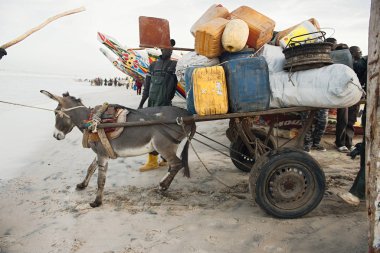 Ferlo Çölü, Senegal, 17 Ocak 2020: Batı Afrika şehirlerinde eşek arabalı insanların yerel taşımacılığı.