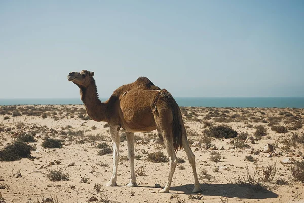 Cammello Una Duna Sabbia Affacciata Sul Deserto Del Sahara Marocco — Foto Stock