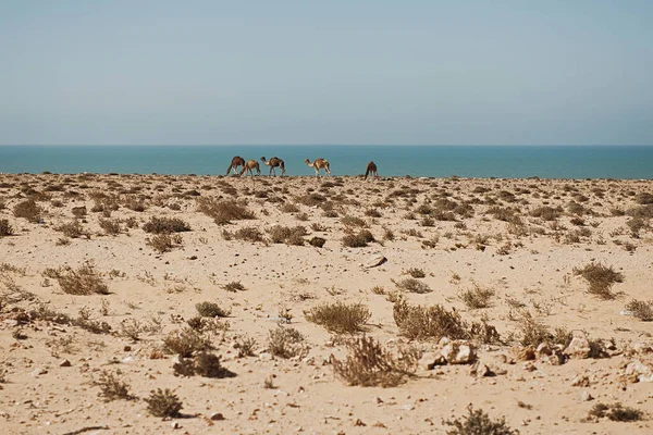 Wielbłądy Pasą Się Wybrzeżu Oceanu Atlantyckiego Afryka — Zdjęcie stockowe