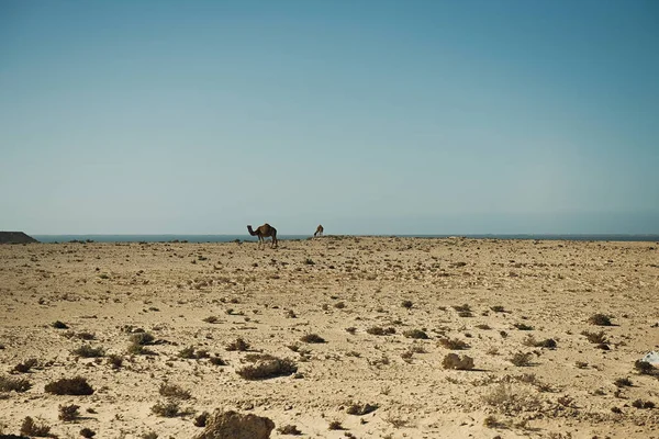 Camels Grazing Atlantic Ocean Coast Africa — Stock Photo, Image