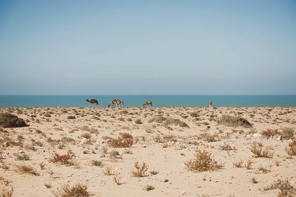 Cammelli Pascolano Sulla Costa Atlantica Africa — Foto Stock