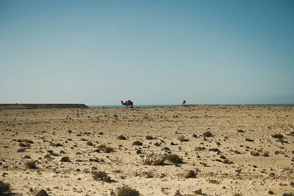 Camels Grazing Atlantic Ocean Coast Africa — Stock Photo, Image