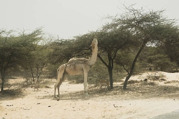 Cammello Mangiando Foglie Albero Salalah — Foto Stock