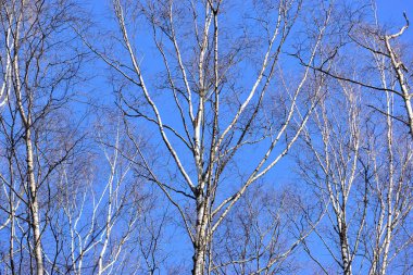 Mavi gökyüzü pınarının arka planında çıplak huş ağaçları