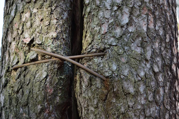 Agrafes Enfoncées Dans Tronc Pin — Photo