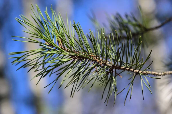 Young Green Needles Pine Branch Blue Spring Sky — Stock Photo, Image