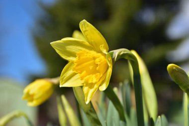 Parlak bahar güneşinde çiçek açan nergis çiçeği