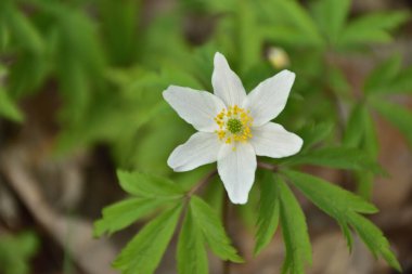 Ormanda Altai şakayığı çiçeği