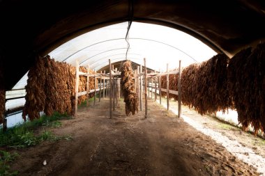 tobacco harvest San Martino Valle Caudina