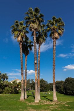 İtalya Campania'daki Napoli Capodimonte orman