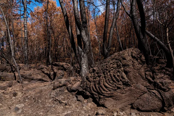 İtalya, Ercolano, volkan Vesuvius, 