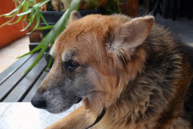 Tatlı yaşlı Alman çoban köpeği.