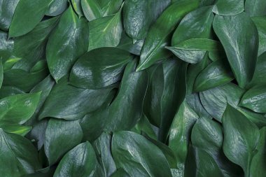 Doğal yeşil yapraklı tam çerçeve, modaya uygun zemin.