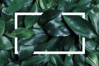 Koyu yeşil yapraklı tam çerçeve ve beyaz çerçeve, modaya uygun fon.