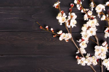 Ahşap zemin üzerinde çiçekler olan kayısı ağacı tomurcukları. Mesaj için yer. Bahar geldi, mutlu Paskalyalar, Anneler Günü. Üst Manzara. Düz yatıyordu. Boşluğu kopyala 