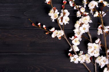 Ahşap zemin üzerinde çiçekler olan kayısı ağacı tomurcukları. Mesaj için yer. Bahar geldi, mutlu Paskalyalar, Anneler Günü. Üst Manzara. Düz yatıyordu. Boşluğu kopyala 